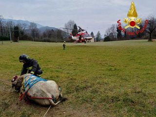 Le complesse operazioni di salvataggio della mucca e dell'asino rimasti bloccati nei boschi di Masciago Primo
