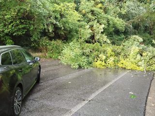 La pianta crollata in viale Piero Chiara, prosecuzione di viale Europa verso Casbeno La pianta crollata in viale Piero Chiara, prosecuzione di viale Europa verso Casbeno