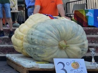 La zucca dei record coltivata a Brunello