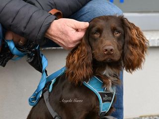 Le foto di Angela Garro alla Festa di Sant'Antonio a Besozzo