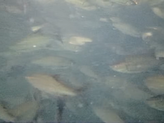 Alcune immagini dei fondali del lago di Varese tratte dai video girati dal drone subacqueo di Marco Gaspari