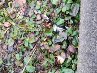 Le immagini scattate dalla lista civica Vivere Gavirate Le immagini scattate dalla lista civica Vivere Gavirate