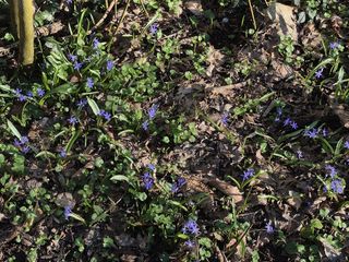 Le foto scattate oggi al Sacro Monte da Mario Chiodetti