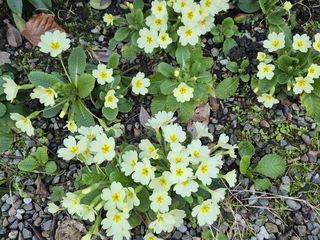 Le foto scattate oggi al Sacro Monte da Mario Chiodetti