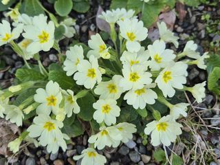 Le foto scattate oggi al Sacro Monte da Mario Chiodetti