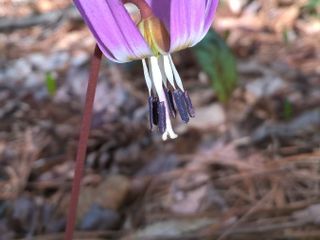 Le foto scattate oggi al Sacro Monte da Mario Chiodetti