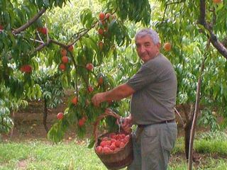 Luigi Colombo al lavoro tra le pesche di Monate