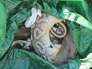 Uno dei resti dei pitoni (foto dai social)