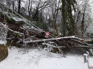 Alberi caduti e disagi al Sacro Monte (foto Livio Lonati)