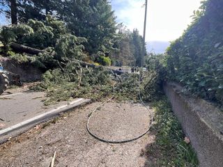L'albero caduto questa mattina in via Caracciolo L'albero caduto questa mattina in via Caracciolo