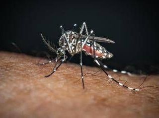 Sos Dengue e Chikungunya, aumentano i casi autoctoni: la mappa del rischio in Italia