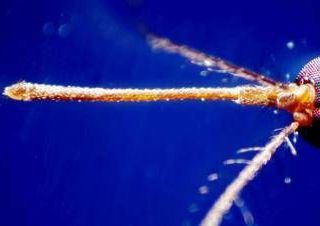 West Nile, nel Lazio decima vittima e 17 nuovi casi