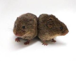 Ossitocina, ecco perché è l'ormone dell'amore e pure dell'amicizia