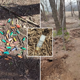 Tanti conigli nel Parco Alto Milanese, c'è chi gli spara