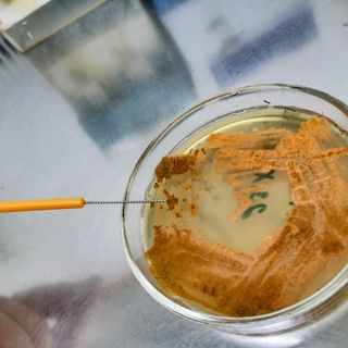 Crescita in solido del microrganismo produttore della kineomicina