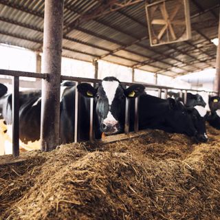 Produzione di latte in calo a causa del caldo nelle stalle del Varesotto Produzione di latte in calo a causa del caldo nelle stalle del Varesotto