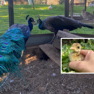 OhLindo, Elsa e alcuni dei loro cuccioli