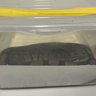 Due giovani italiani fermati alla dogana svizzera con un pitone reale in auto