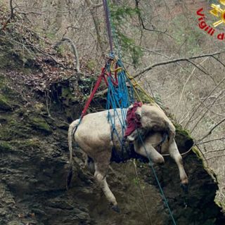 Le complesse operazioni di salvataggio della mucca e dell'asino rimasti bloccati nei boschi di Masciago Primo