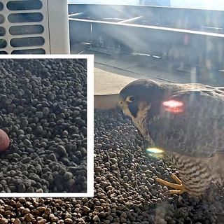 La foto postata dalla pagina di Giò e Giulia e nel riquadro un particolare del nido con l'uovo stamattina