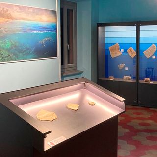 &quot;Un mare di fossili&quot;: parola ai paleontologi con due incontri al Museo di Besano