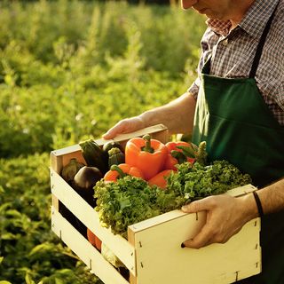Agricoltura, Gadda (Iv): «Ok a biologico è interesse nazionale. Senato approvi subito»