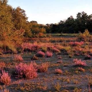 La Brughiera di Lonate Pozzolo