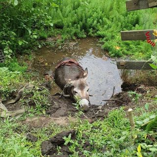 Asinello intrappolato, vigili del fuoco in suo aiuto