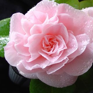 Le Giornate delle Camelie a Villa Della Porta Bozzolo