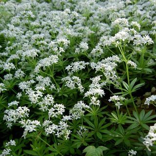 La forza e i valori degli anni Trenta nel libro di Nicoletta di Noia