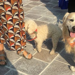 Sant’Antonio Abate, con ripresa contagi animali in casa per 4 cittadini su 10