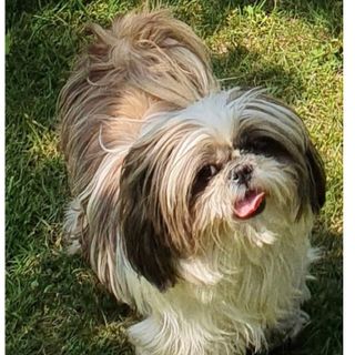 TROVATA! «Aiutateci a trovare la nostra Charlotte, in fuga spaventata per il temporale»