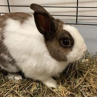 «Aiutateci a offrire una nuova vita ai conigli della Gorgona»