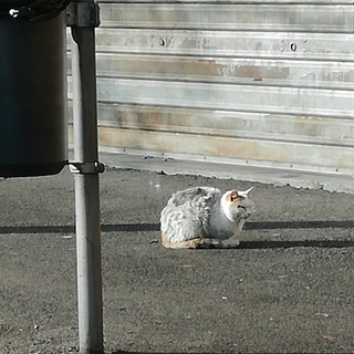 Casaringhio soccorre gatto in difficoltà: «Lo chiameremo Pancake»