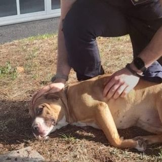 Cislago, pitbull affamato tra gli scaffali del Lidl. Lo prende in consegna la polizia locale
