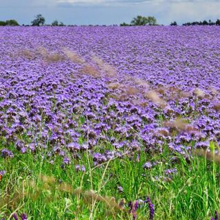 Dal viola al giallo: i fiori colorano i campi di Cantello. E le api ringraziano