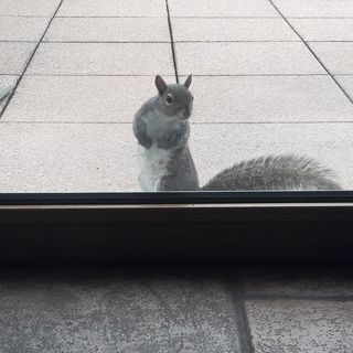 A due passi dal centro di Busto, uno scoiattolo grigio alla portafinestra