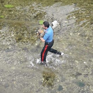 Laveno, cagnolino finisce nel Boesio e si ferisce. Carabiniere scende in acqua e lo salva