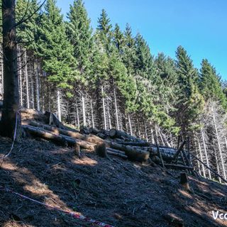 Dai carabinieri 90 nuovi alberi per far rivivere il Mottarone
