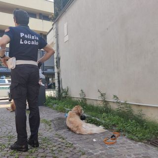 Golden Retriever si sente male per il gran caldo, soccorso in centro da passanti e polizia locale