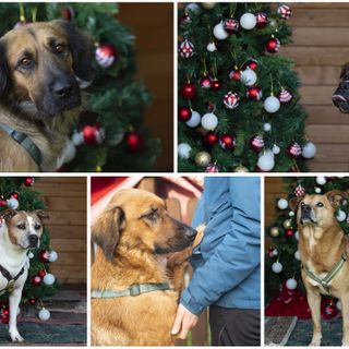 La sfida più bella di Natale: trovare una famiglia per Ricki, Zulema, Ragnarr, Fred e Ginger