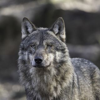 Pecore e agnelli sbranati al confine tra Italia e Svizzera, si fa strada l’ipotesi lupo