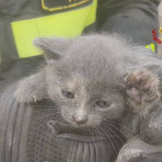 Sesto Calende, gattino incastrato in una tubatura: liberato dopo ore di lavoro