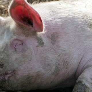 Coldiretti Lombardia: «Stop speculazioni sui maiali»