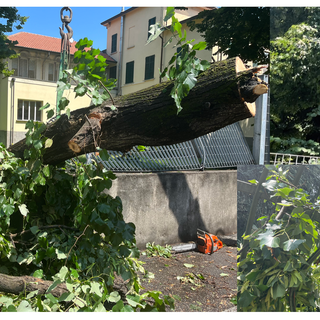 VIDEO E FOTO. La pianta nel parco si spezza: una parte crolla sulla strada e sulla recinzione del condominio: «Abbiamo avuto paura»