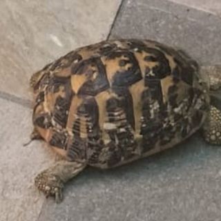 Foto dalla pagina Facebook di Casaringhio