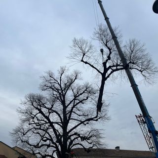 FOTO E VIDEO. Gorla Maggiore, addio al tiglio di piazza Martiri