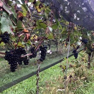 I vigneti della Cascina Ronchetto, a Morazzone