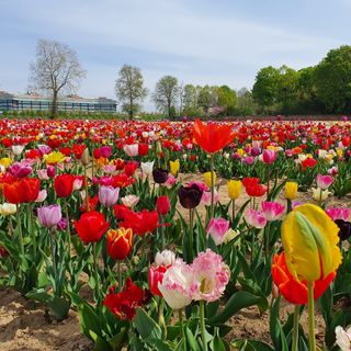 Seicentomila tulipani alle porte di Saronno: come e quando andare a raccoglierli
