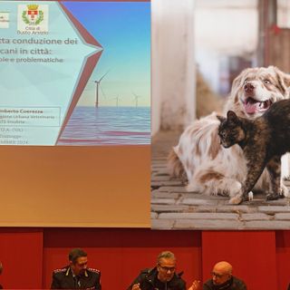 Cento cani per chilometro quadrato (e chissà quanti gatti): ecco come rispettare la loro natura e le regole